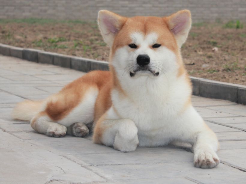 pwp学院{犬种百科全书}