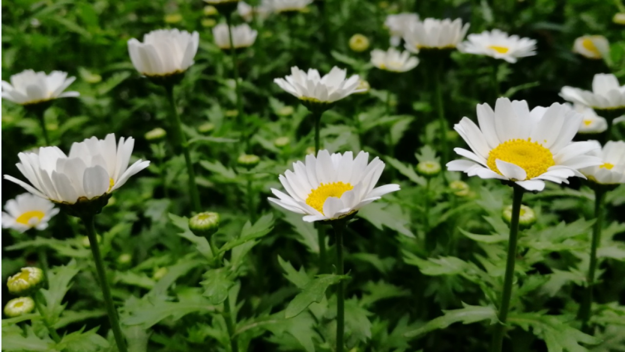 中海物业健步走活动