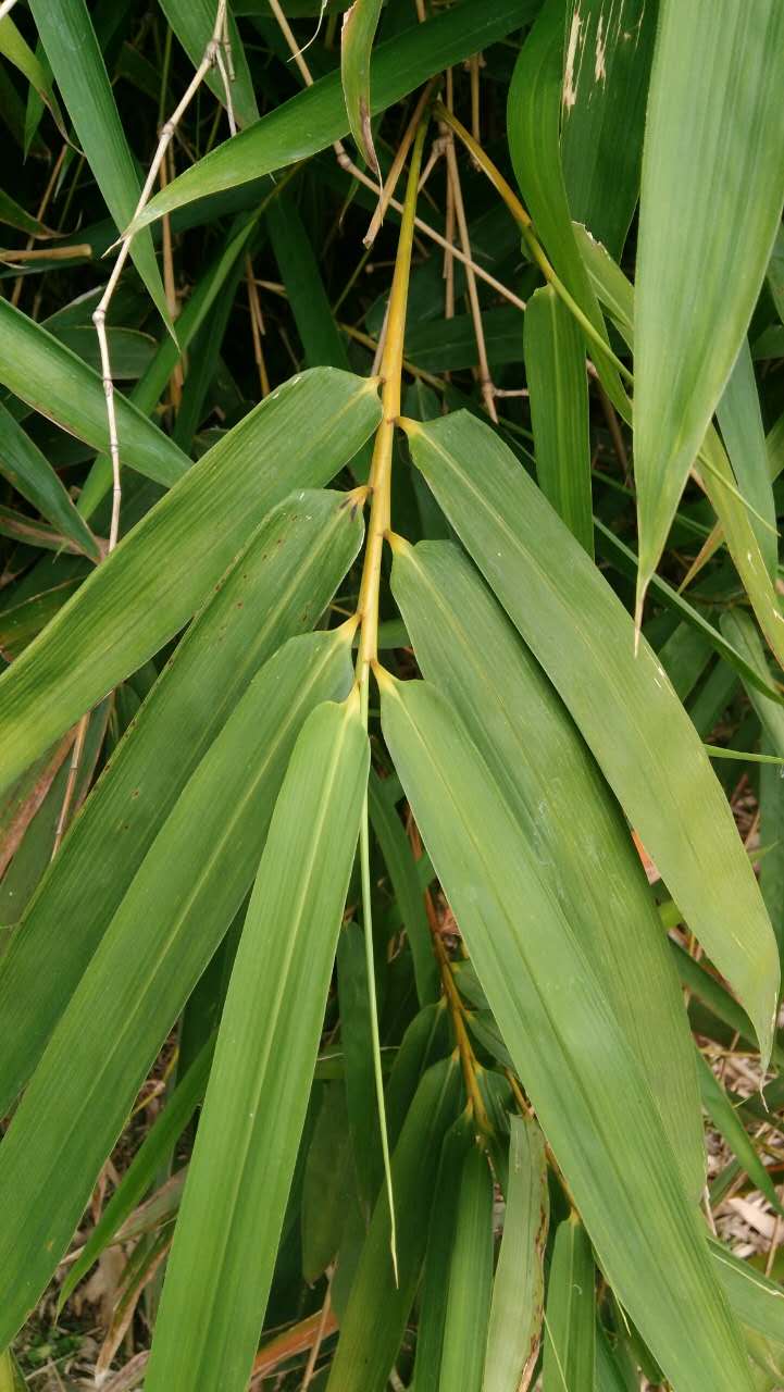 一起来认植物