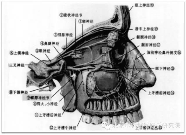 蝶腭神经节穿刺术——杨才德教授"五大绝技之一"