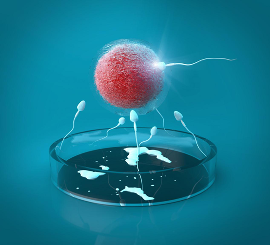 针对有需要的患者,本中心开展以下辅助生殖技术: 夫精人工受精