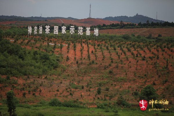 神农国油种植基地 神农创耒,耒阳作为茶油的发源地, 是最适合油茶树   