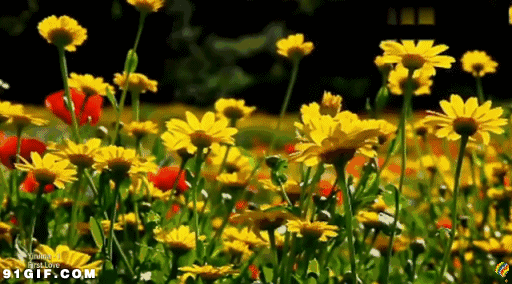 壁纸 花 桌面 512_284 gif 动态图 动图