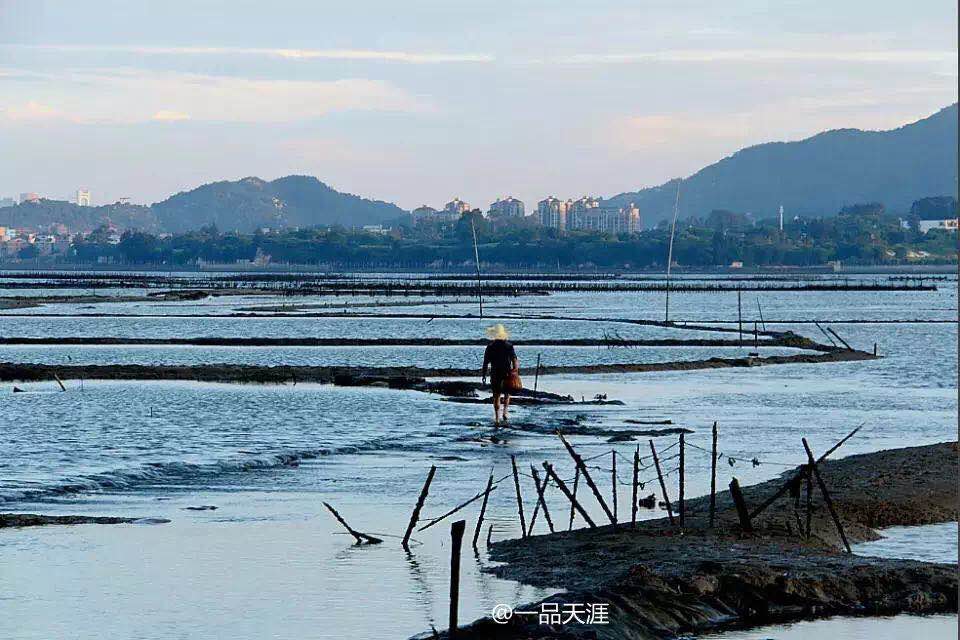 寻找杏林的美味