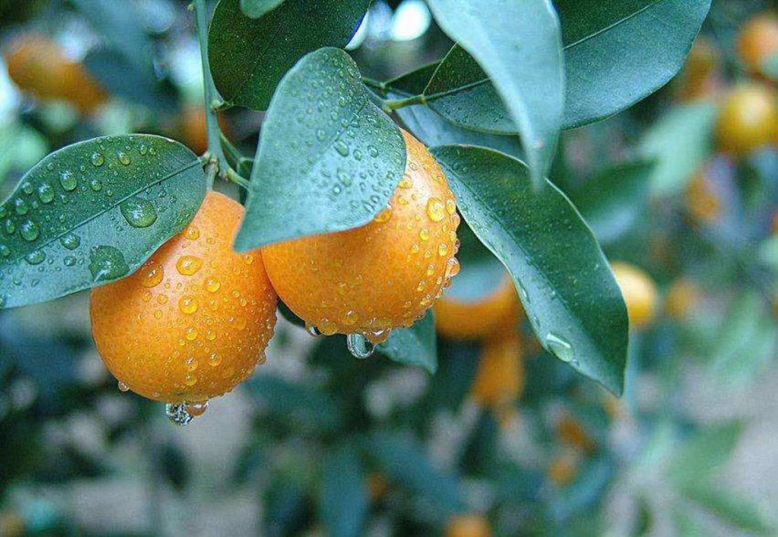 土土良品--皇帝柑