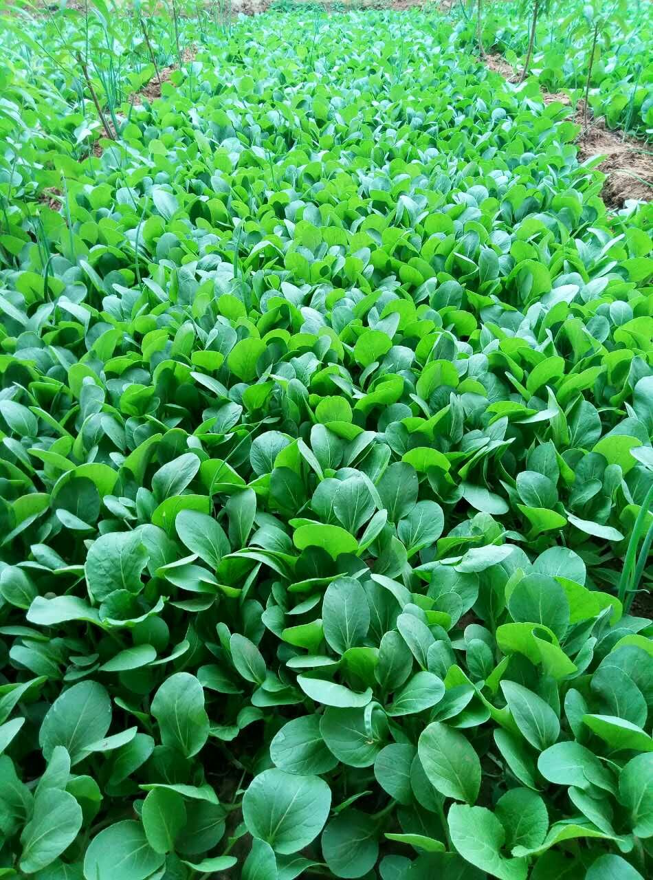 ①普通葉菜類——小白菜,葉用芥菜,烏塌菜,薹菜