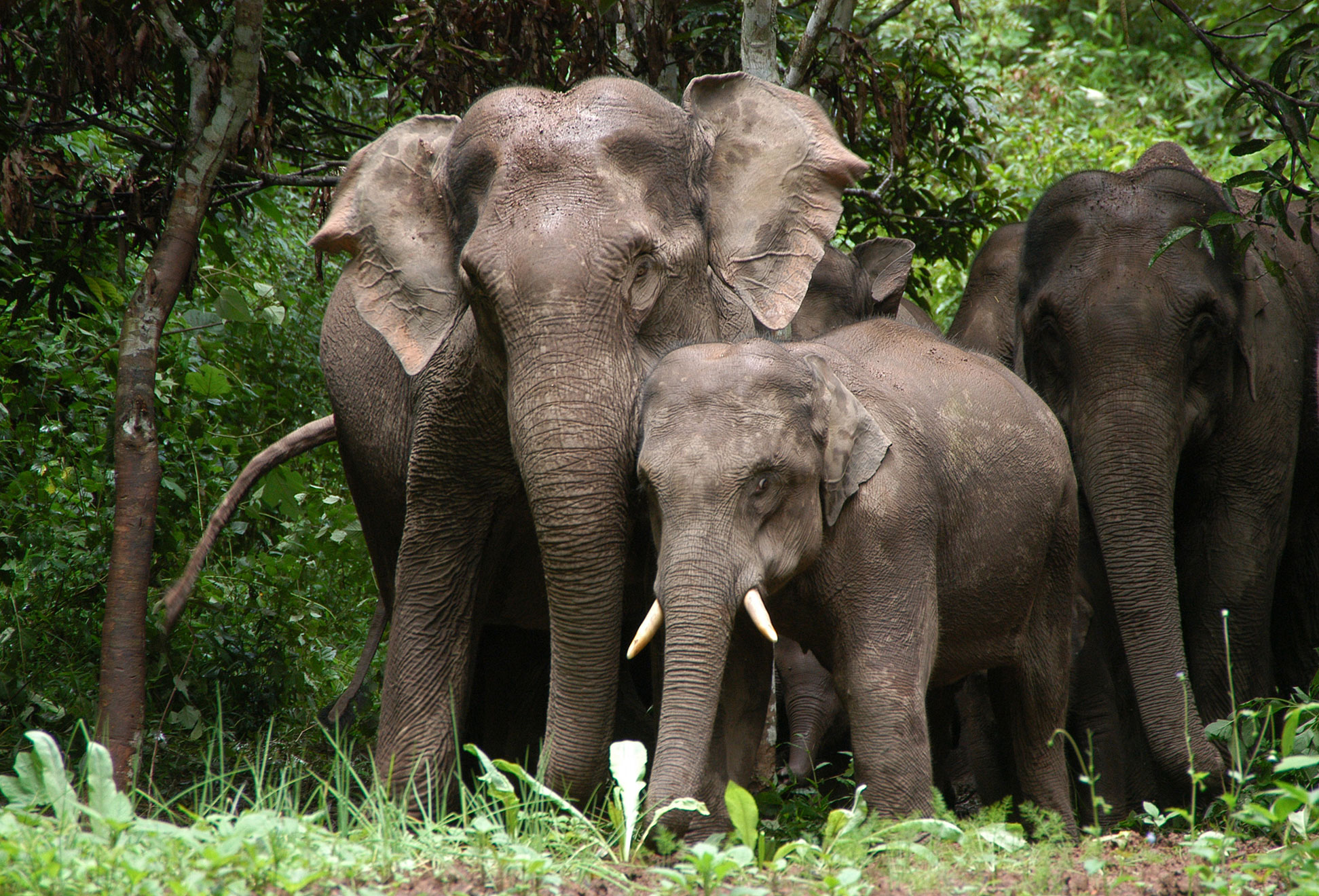 野象谷」 观赏大象表演节目 尽赏热带雨林风貌