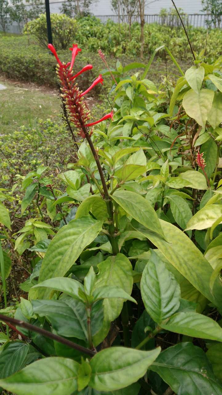 marginata  别名:金边莲,金边假菠萝龙舌兰科 龙舌兰属