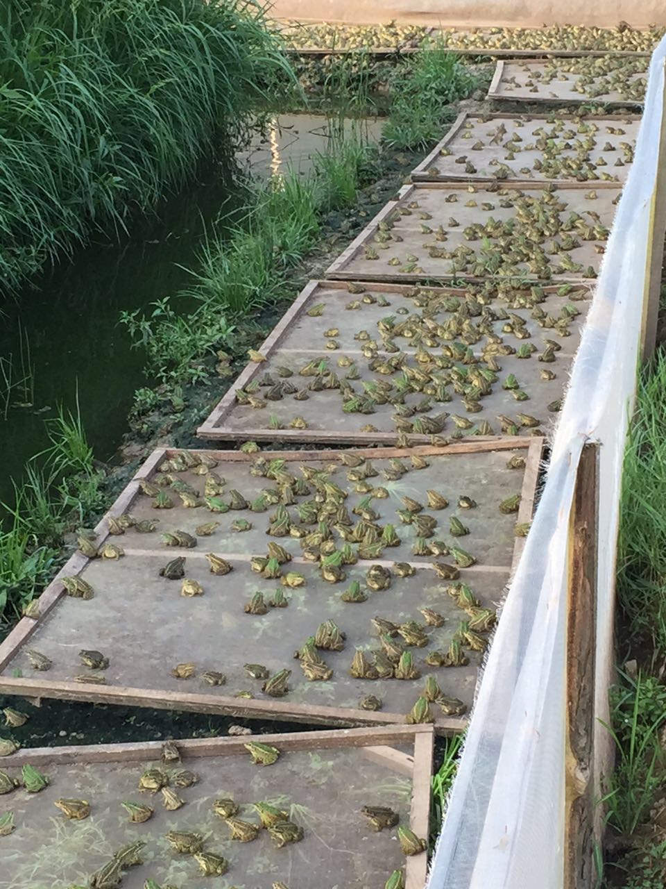 重慶半畝田蛙稻生態養殖