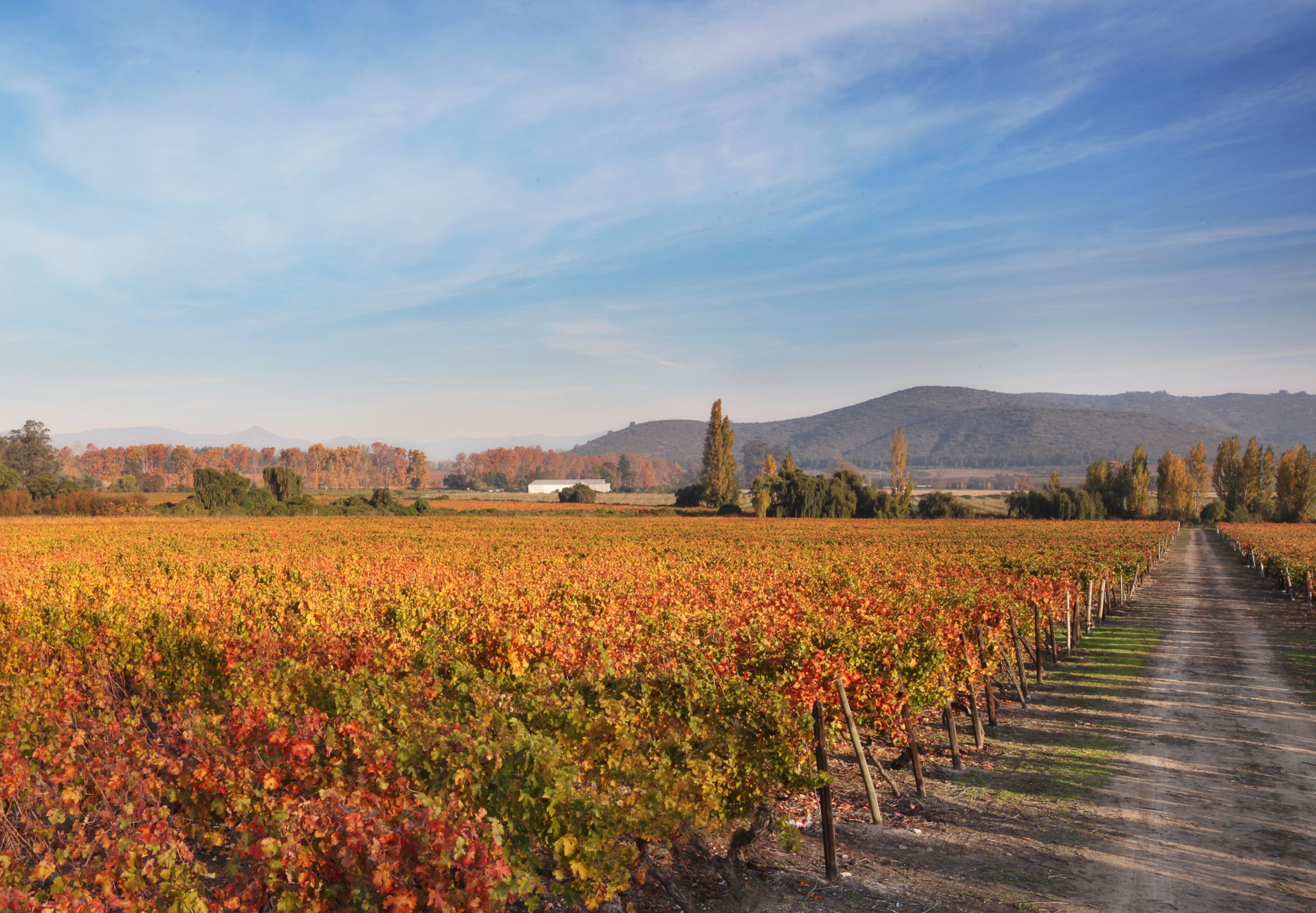 伊德拉家族珍藏红葡萄酒 伊德拉经典珍藏赤霞珠红葡