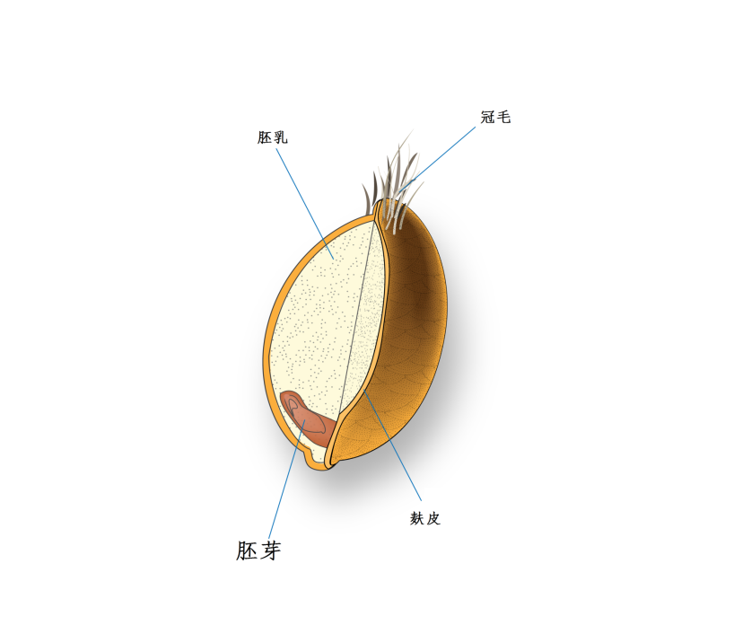 小麦胚结构图图片