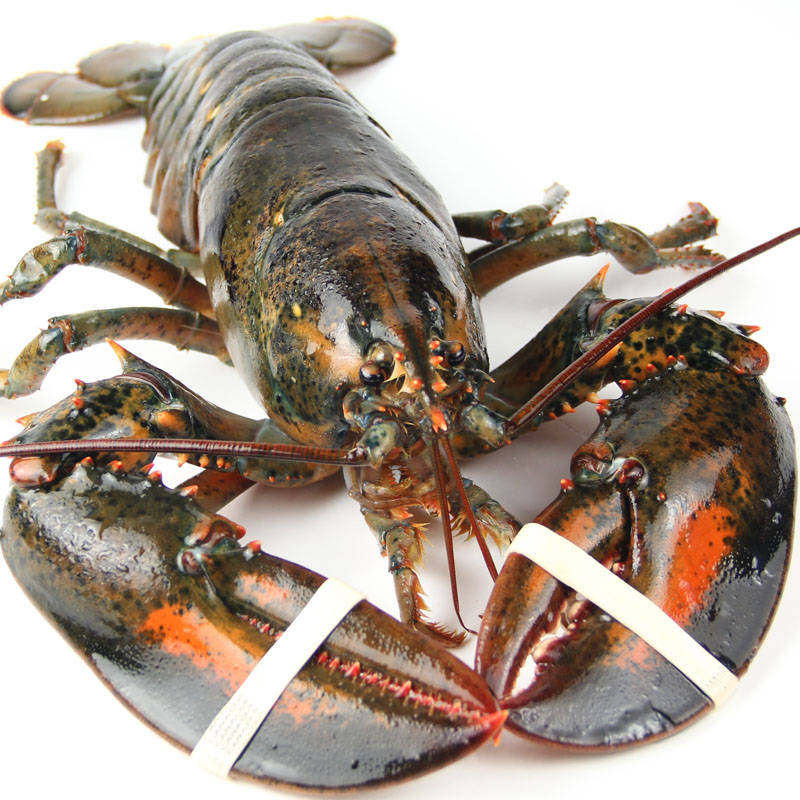 加拿大鲜活龙虾免费直邮中国!