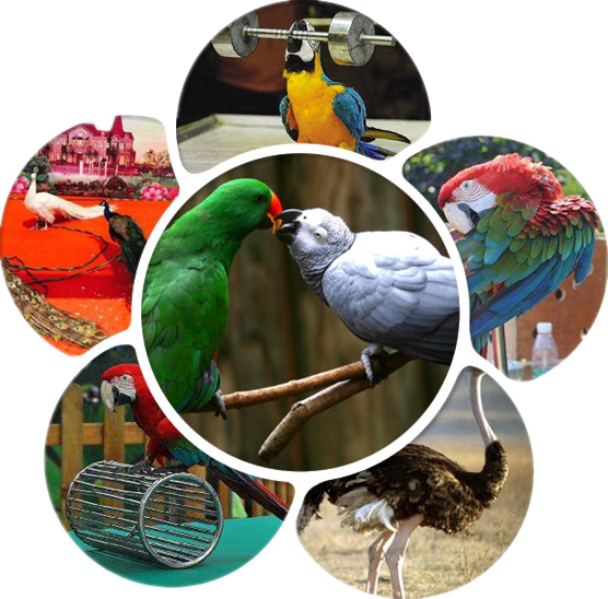 阳泉首届百鸟展5·20开幕!