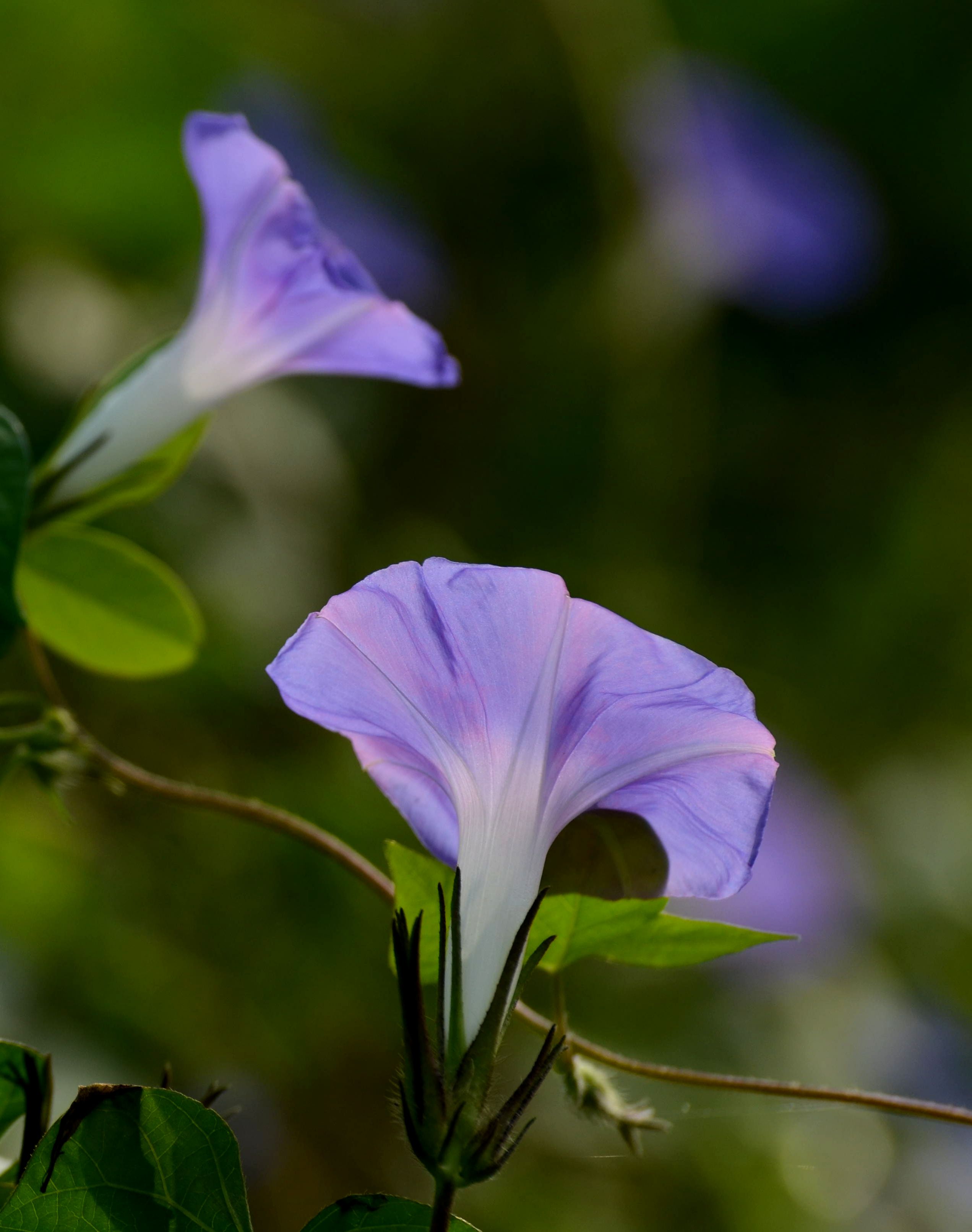朝颜夕颜——沈林成/摄