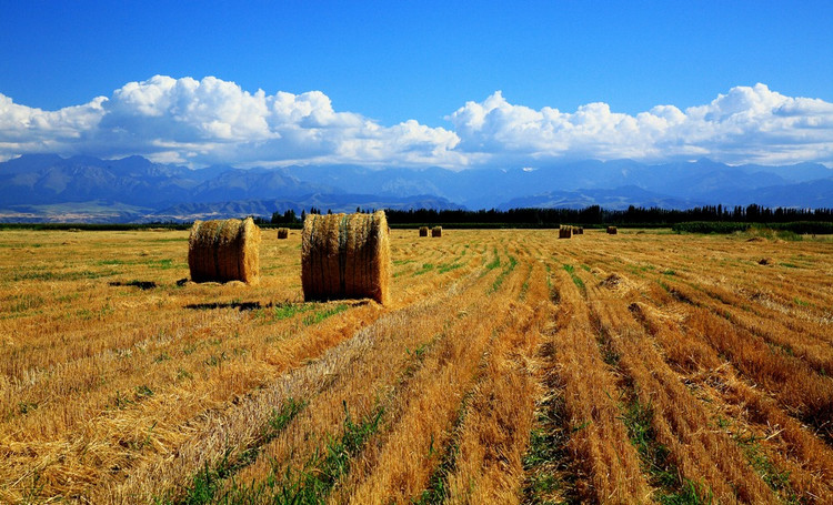一眼望不到边的山峦上,起伏的金黄色麦浪,麦田,大捆大捆的麦垛.