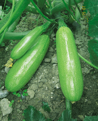 2017绿亨瓜豆动态手册