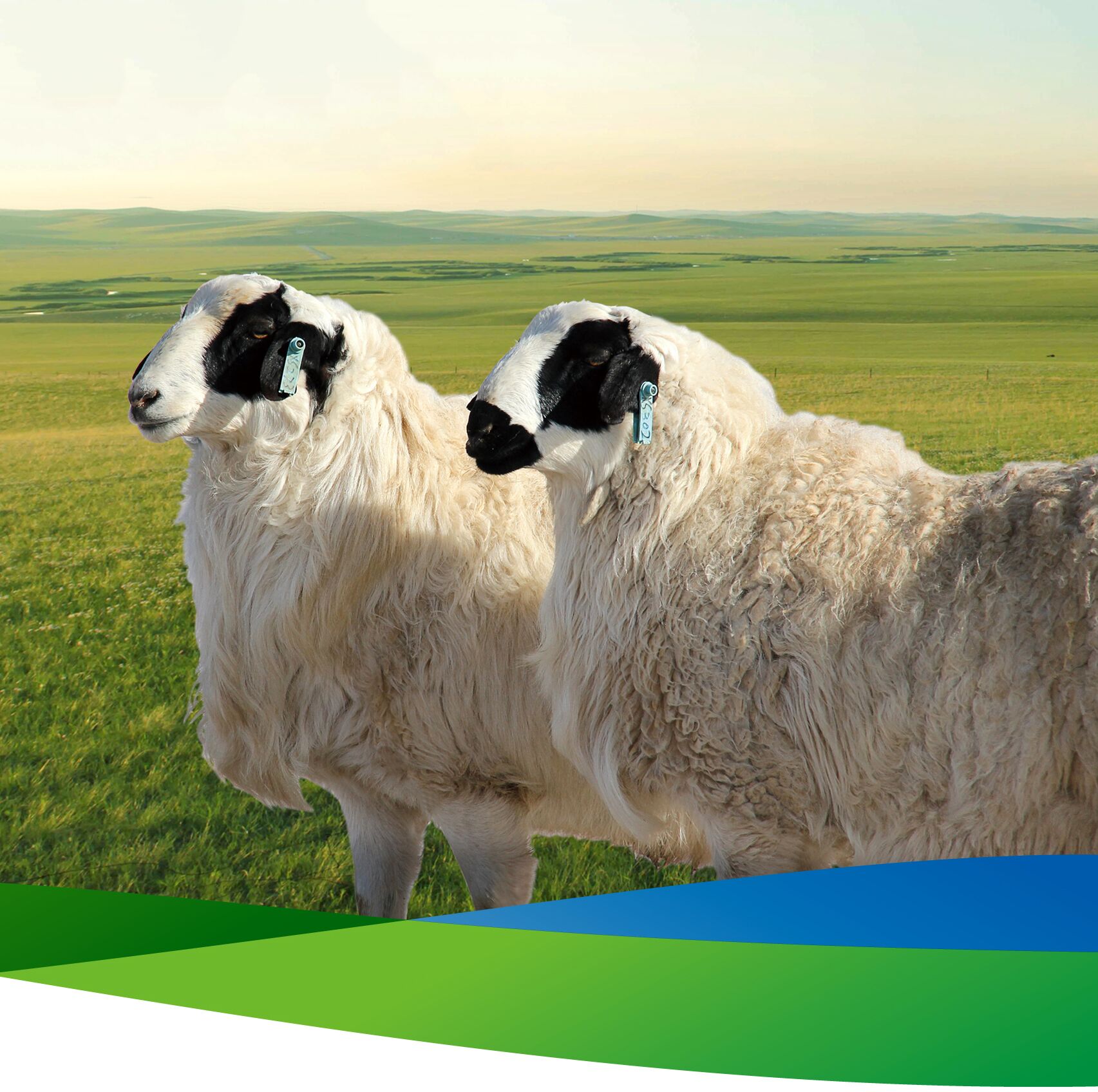 搜索苏尼特右旗